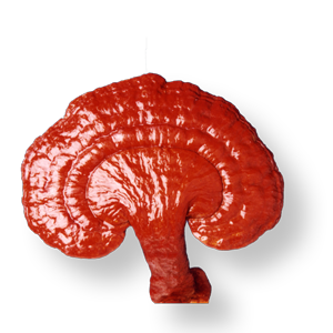 Brain Gano